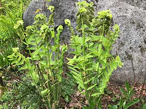 Ferns in the garden