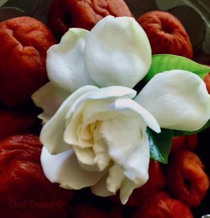 Map of the Heart White Heart v. 7 Review 