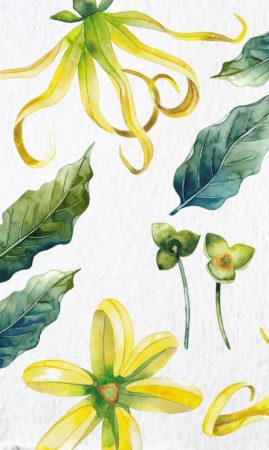 Best Ylang Ylang perfumes