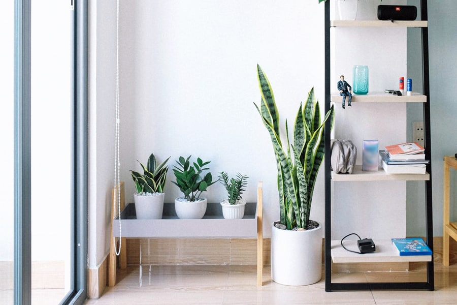 Four plants of varying sizes are in four different white planters next to a bookshelf inside of a home's living room.