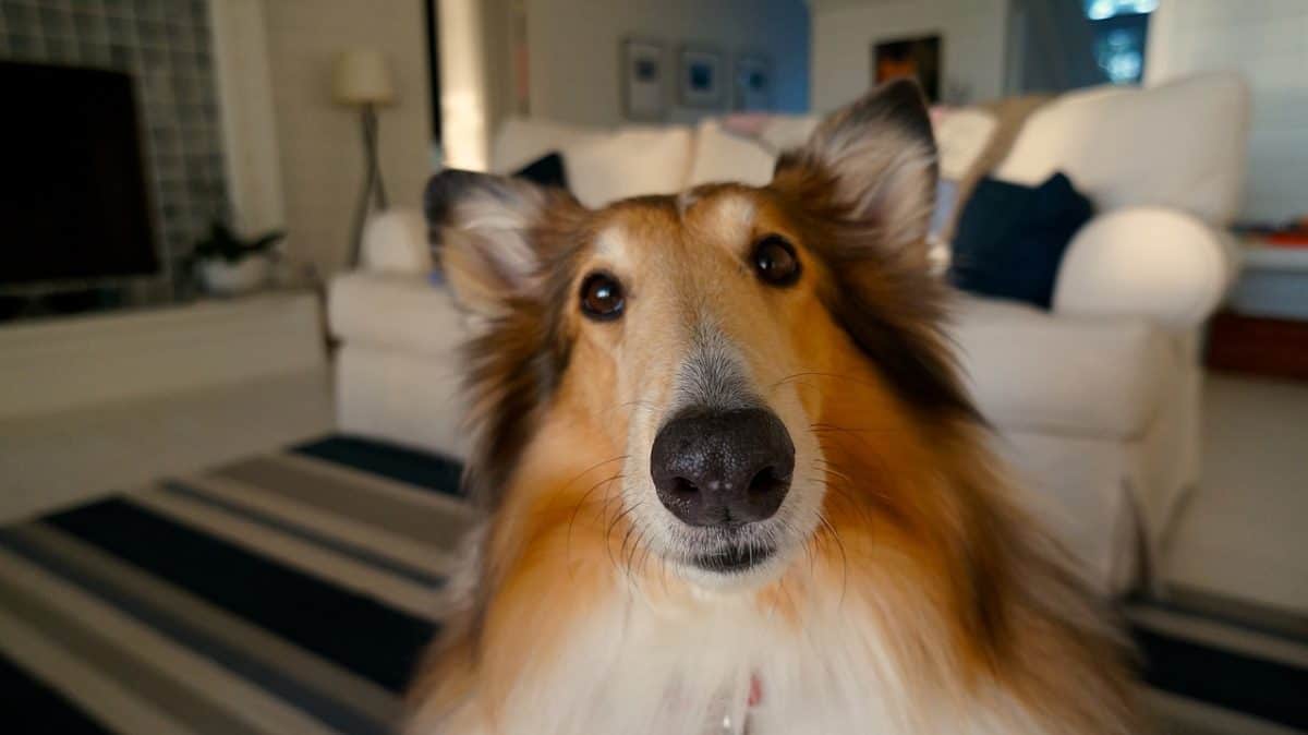 A picture of a dog whose nose is very close to the camera lens. 