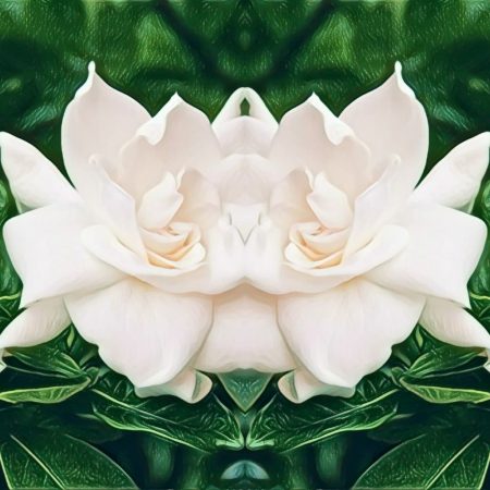 Ineke Hothouse Flower review